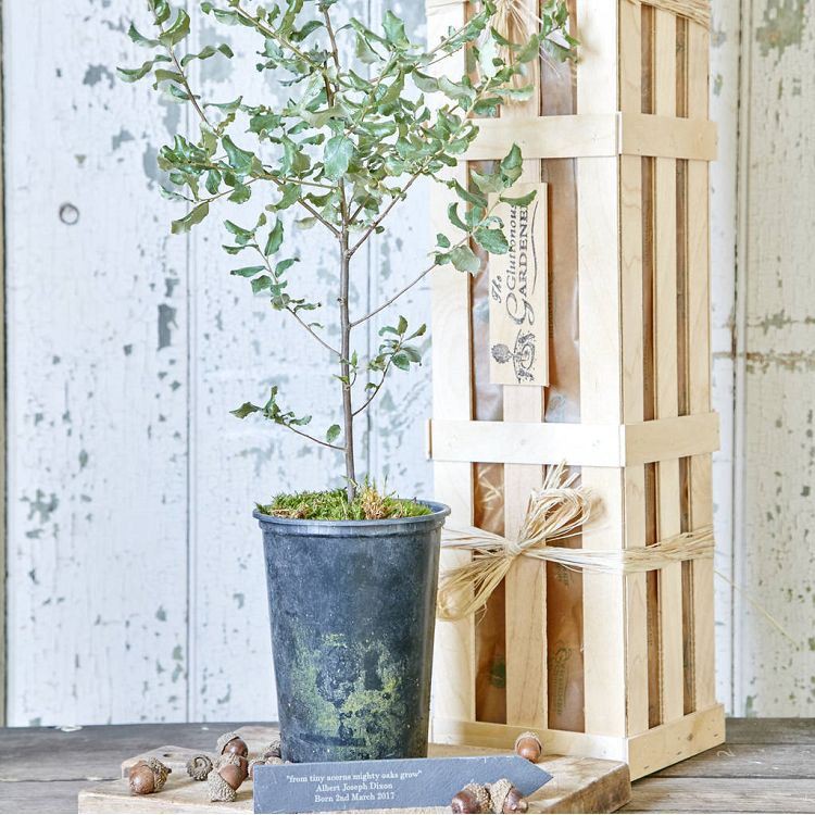 Tiny Acorns Plant - 